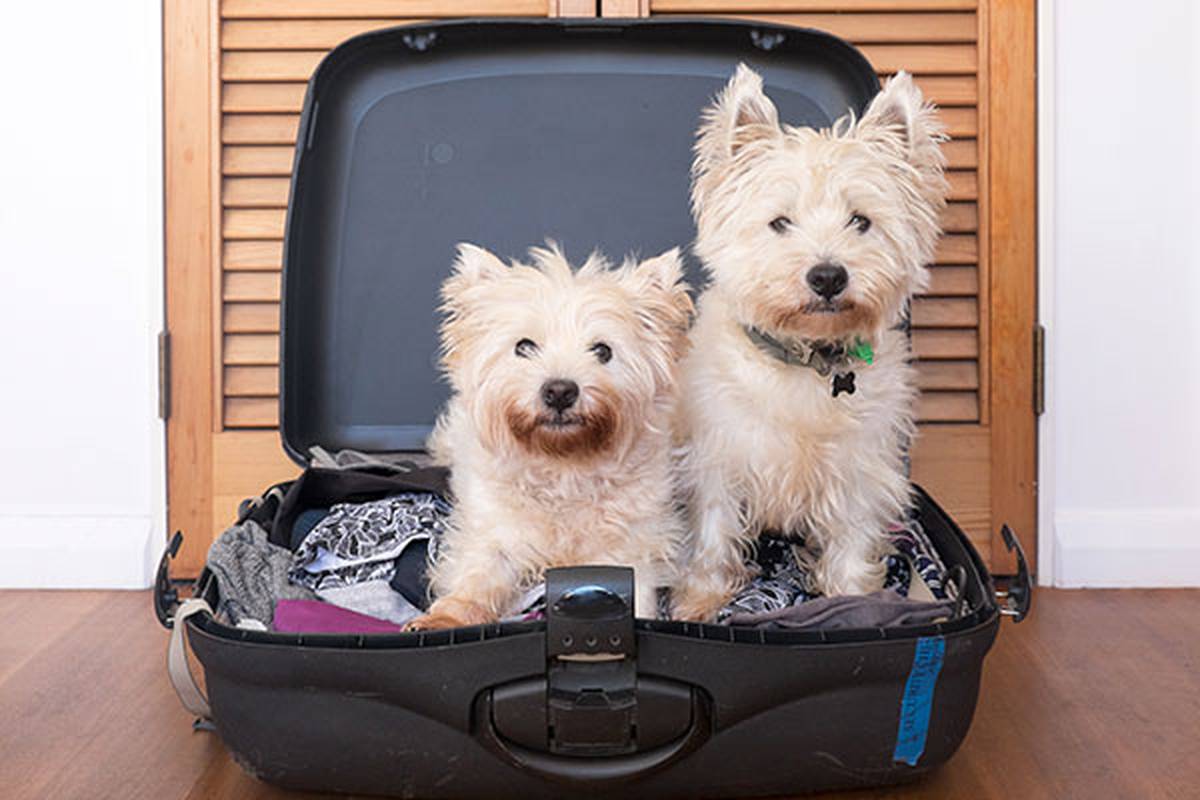 2. nous fournir des informations sur votre animal de compagnie Hotel ILUNION Suites Madrid