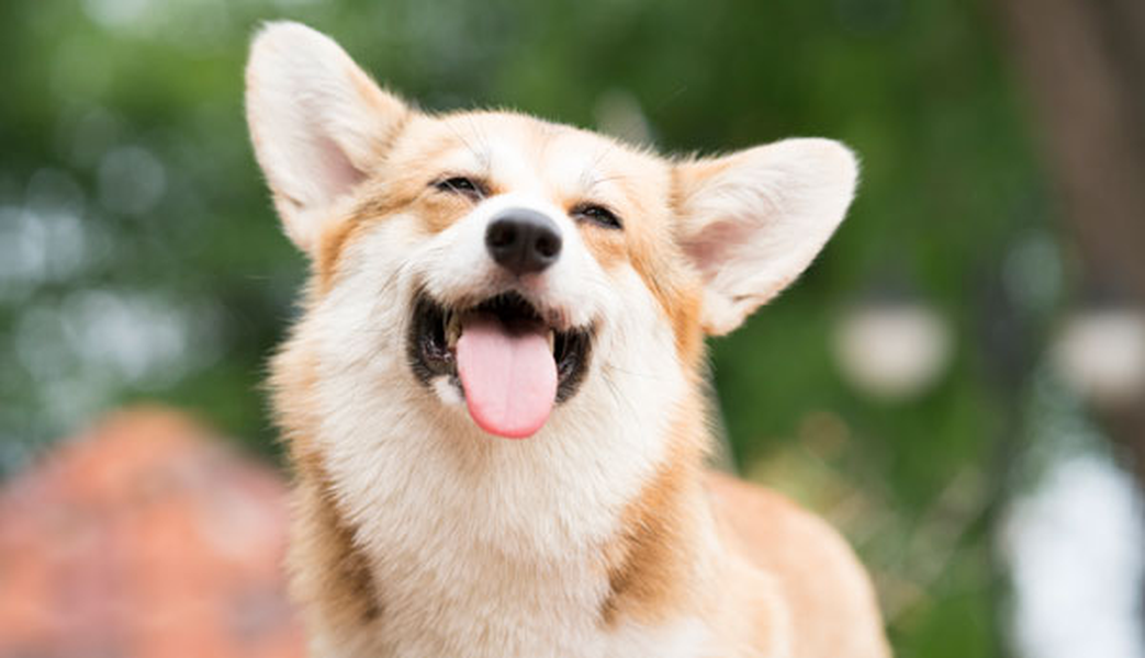 Consultez les établissements qui acceptent votre animal de compagnie Hotel ILUNION Suites Madrid